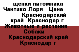 щенки питомника Чантико Лори › Цена ­ 25 000 - Краснодарский край, Краснодар г. Животные и растения » Собаки   . Краснодарский край,Краснодар г.